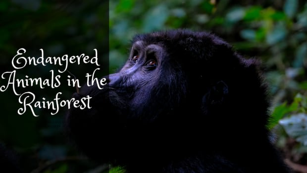 endangered-animals-of-the-rainforest