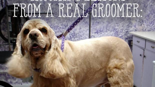 grooming-lessons-from-a-real-groomer-lesson-7-how-to-dry-your-pet