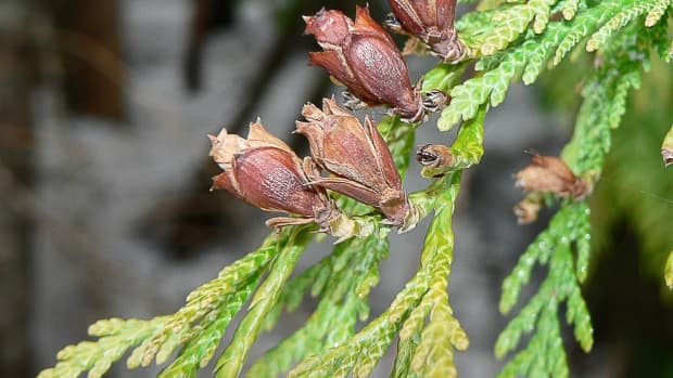 interesting-facts-about-western-red-cedar-in-nature-and-culture