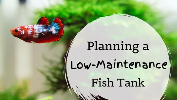 tips-for-a-low-maintenance-aquarium