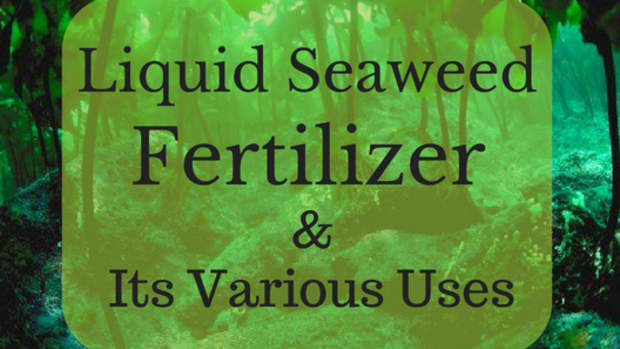 the-benefits-of-using-liquid-seaweed-fertilizer