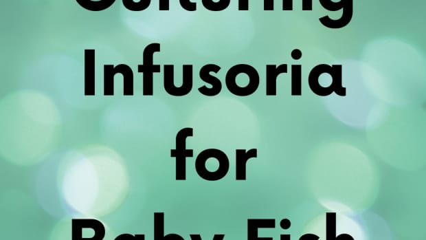 how-to-make-infusoria-for-baby-fish