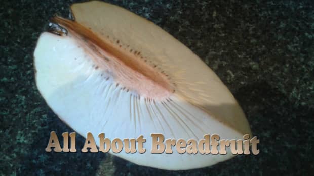 about-breadfruit-growing-and-preparing-breadfruit