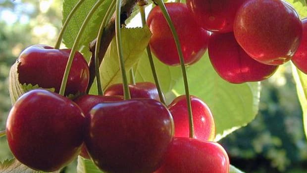best-advice-for-growing-cherry-trees-in-pots