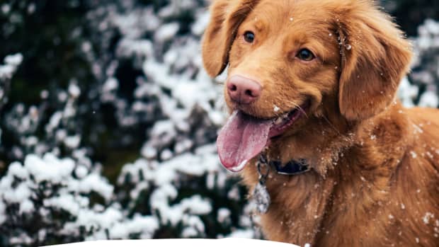 how-to-keep-your-dog-warm-in-winter