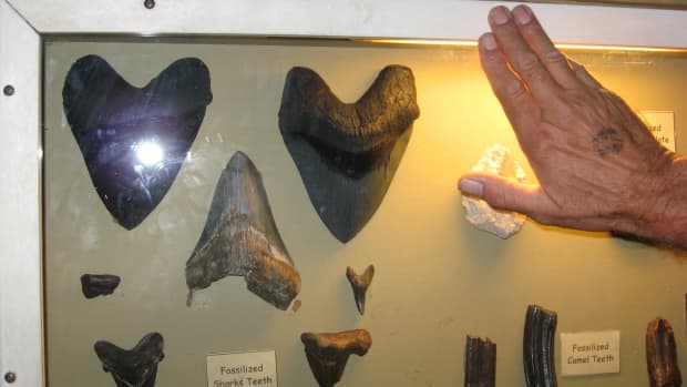 Sharks' teeth found in Florida.