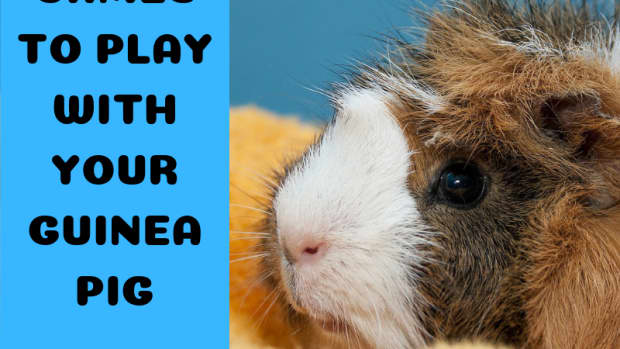 three-games-to-play-with-your-guinea-pigs