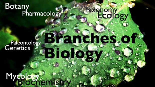 branches-of-biology-and-its-meaning