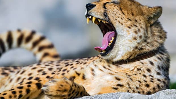 cheetah-attacks-killing