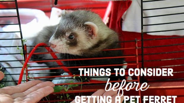 disadvantages-of-keeping-ferrets-as-pets
