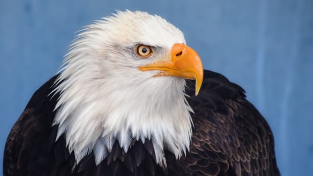 bald-eagles-facts-you-didnt-know