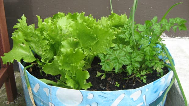 how-to-grow-lettuce-in-containers-growing-planting-seeds-container-pots-a-small-garden-patio-balcony-harvest-harvesting
