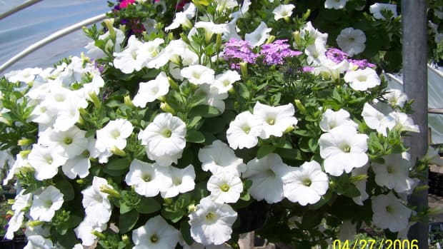 A white wave petunia hanging basket. Notice how compact and full the plant is as well as the profusion of blooms.