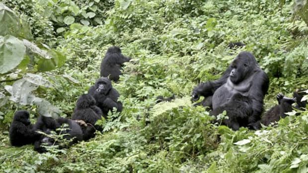 A Family of Mountain Gorillas in Rwanda. 