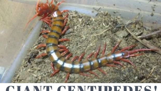 big-centipedes-in-hawaii-paradise-anyone