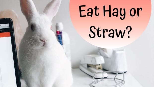 do-rabbits-need-straw-or-hay