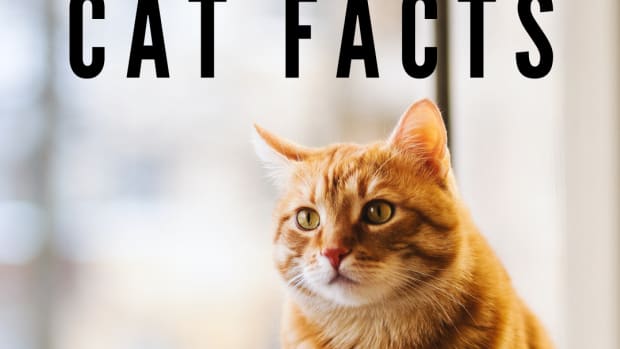 cat-behavior-interesting-facts-about-your-cat