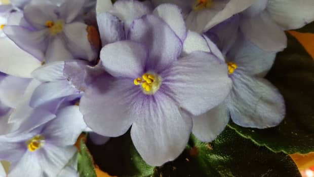 how-to-grow-african-violets-from-leaves