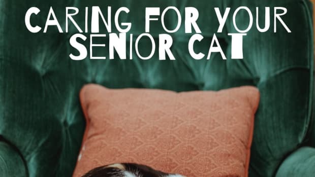older-cats-have-special-needs