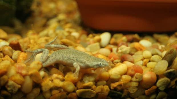 african-dwarf-frog-care