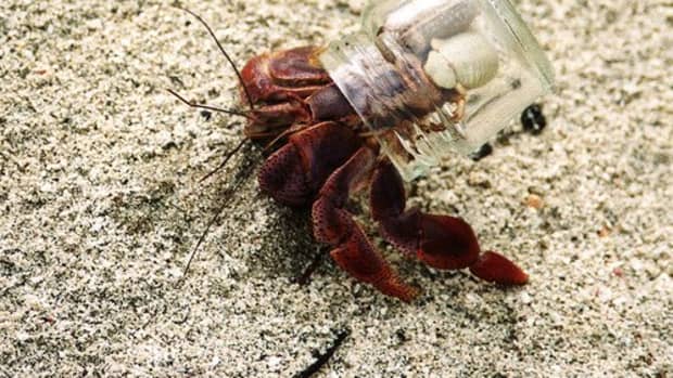 A misguided hermit crab chooses a bottle head cap as its shell.