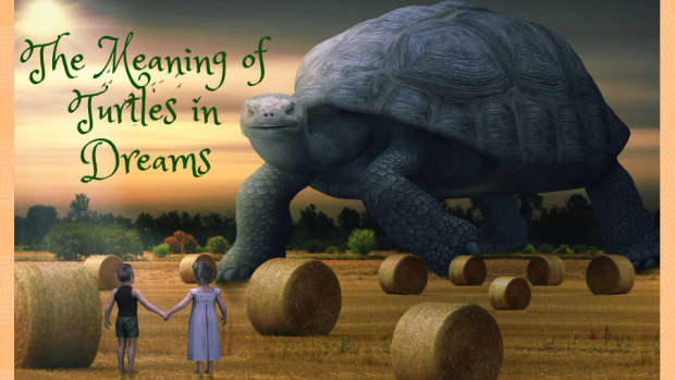 the-meaning-of-dreams-about-turtles