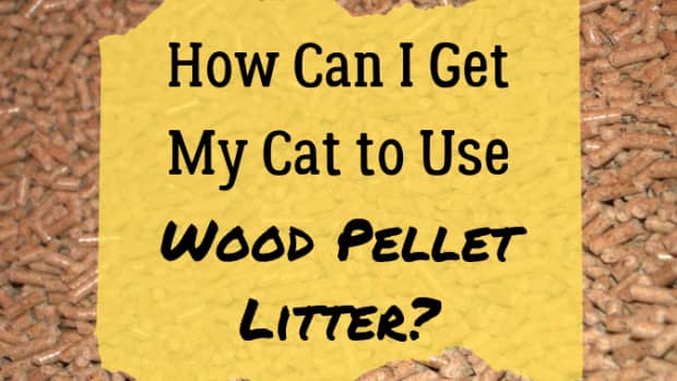 training-your-cat-to-wood-pellet-litter