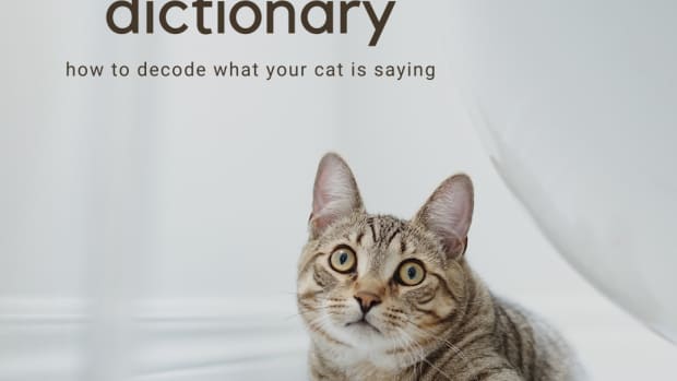 cat-language-explained