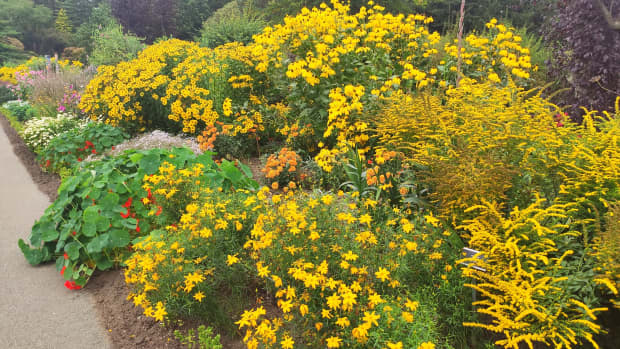 best-yellow-perennials-for-late-summer-gold-in-the-garden