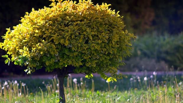 top-5-trees-for-small-gardens