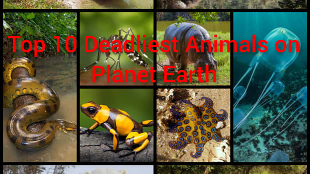 top-10-deadliest-animals-on-planet-earth