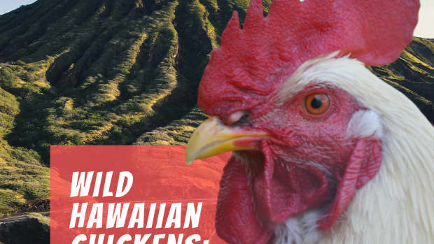 roosters-on-oahu-love-them-or-hate-them