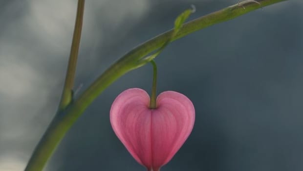 poem-a-beauteous-bleeding-heart-flower