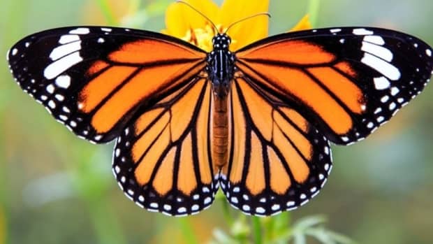 8-most-beautiful-butterflies-in-the-world