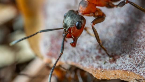 how-to-kill-army-ants-without-using-kerosene