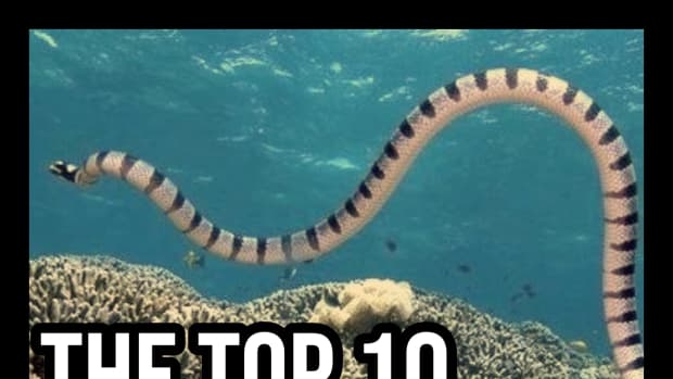 the-top-10-deadliest-sea-snakes