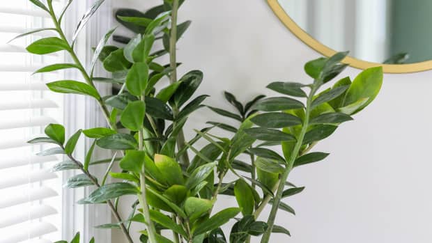 a-short-guide-on-integrating-indoor-plants-in-your-interior-design