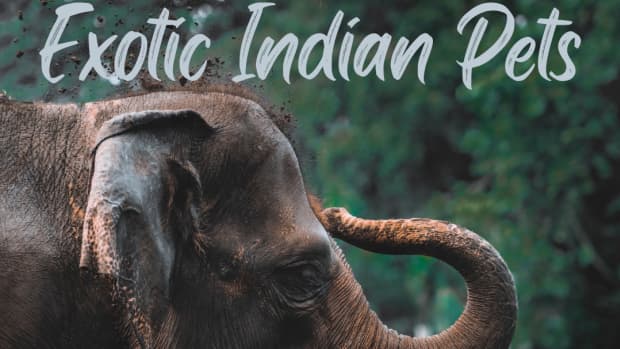 top-10-most-dangerous-exotic-animals-you-can-legally-own-in-india