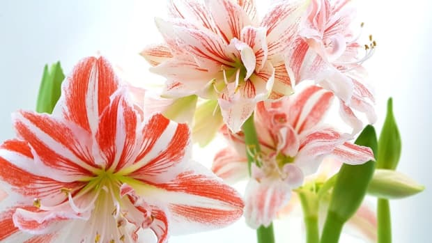 facts-about-the-amaryllis-plant-description-planting-how-to-take-care
