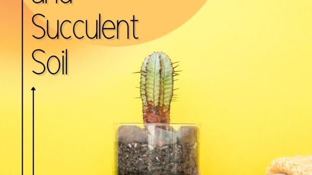 how-cacti-and-succulent-soil-is-different-from-ordinary-potting-soil