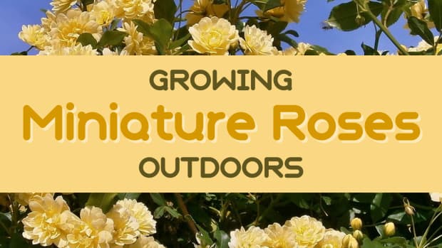 how-to-grow-a-miniature-rose-bush-outdoors