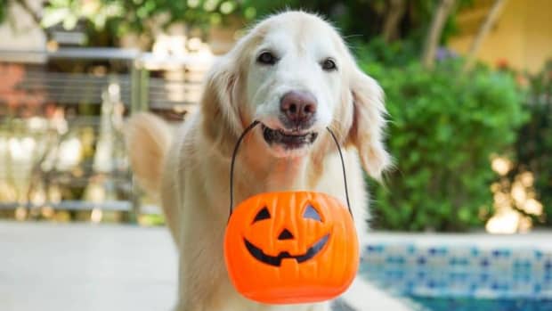halloween-safety-tips-for-pets