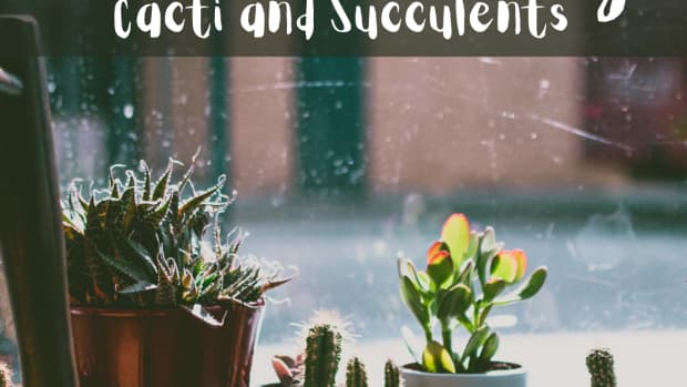 do-cacti-and-succulents-need-to-come-inside-for-the-winter