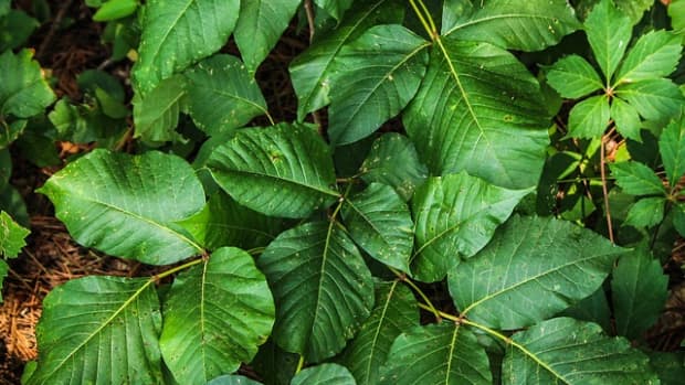 how-to-tame-that-poison-ivy-itch