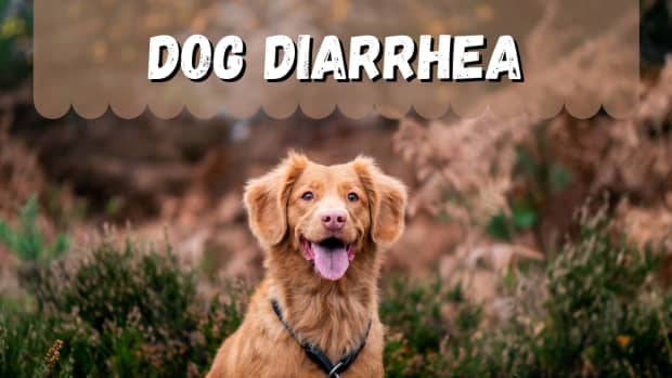 diarrhea-in-dogs