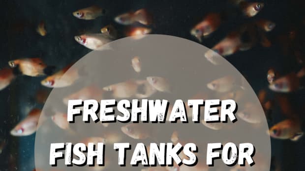 how-to-start-a-freshwater-fish-tank