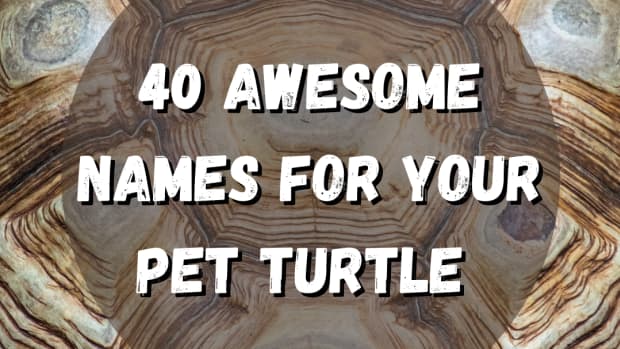 turtle-names