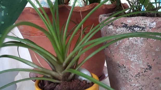 how-to-choose-the-best-pots-for-houseplants