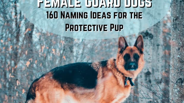 powerful-names-for-your-noble-female-guard-dog