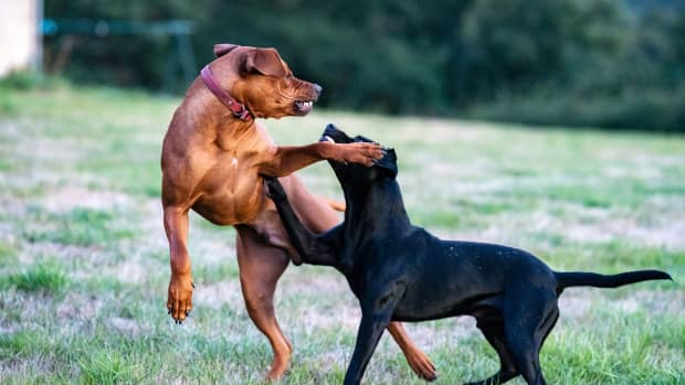 How to Prevent Aggression in Your Cane Corso - PetHelpful